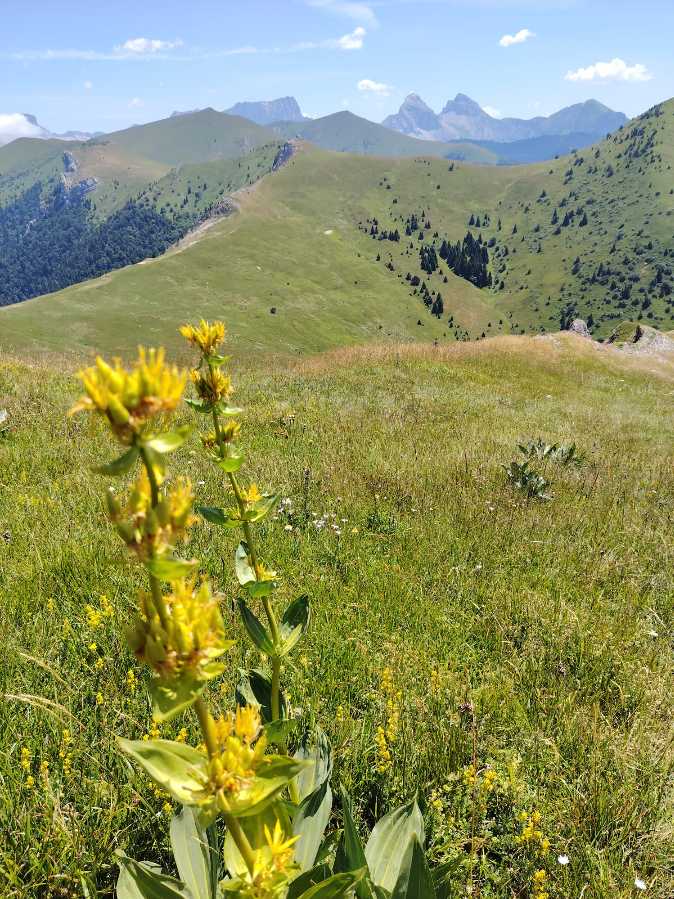 photo absente