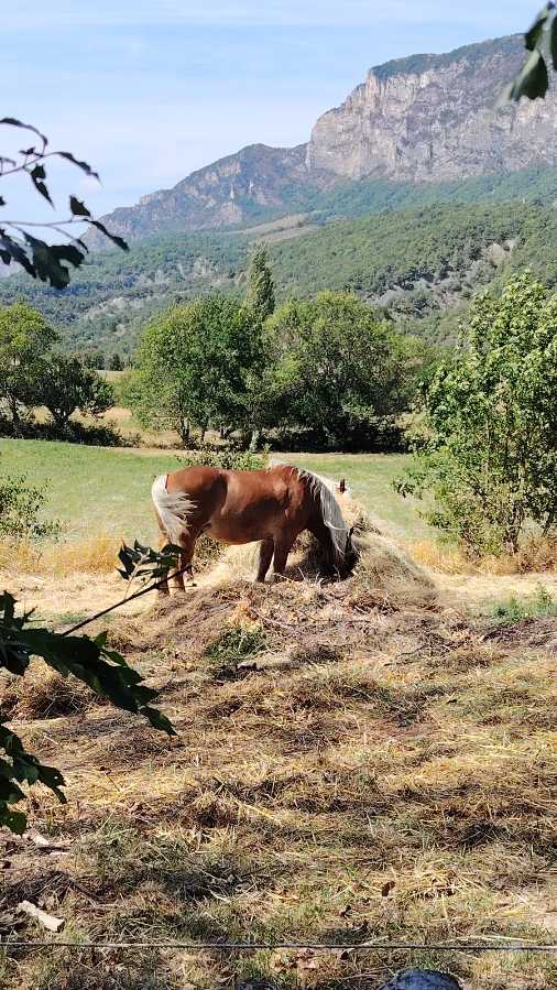 photo absente