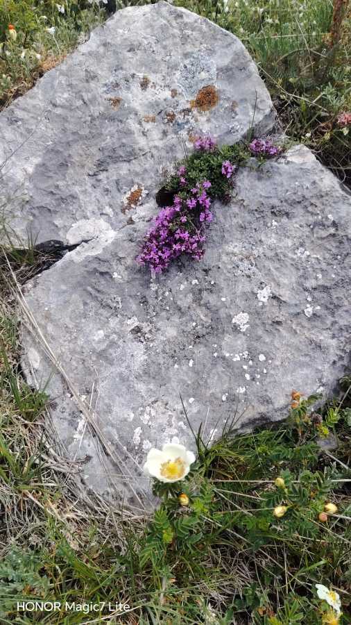 photo absente