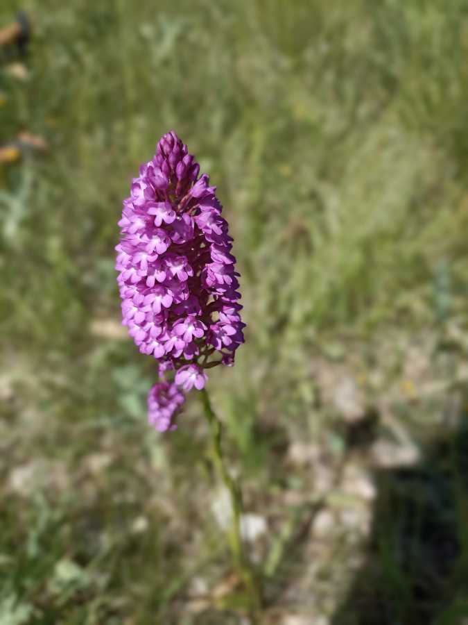 photo absente