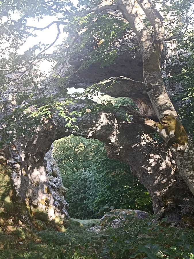 photo absente